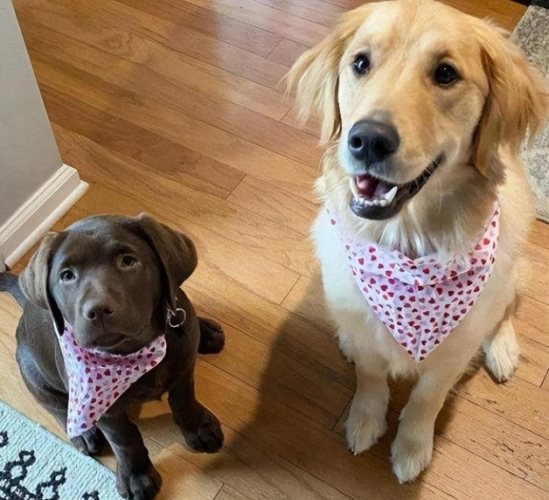 家庭犬选择 家庭犬选择