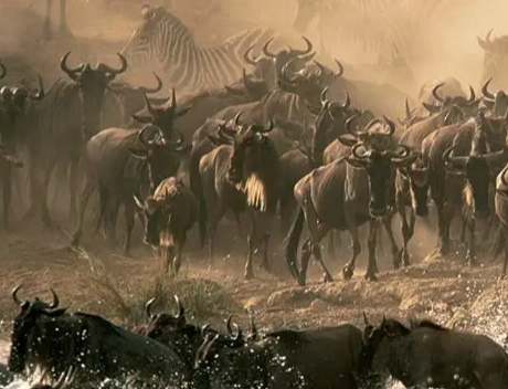 動物遷徙觀察指南 動物遷徙觀察指南