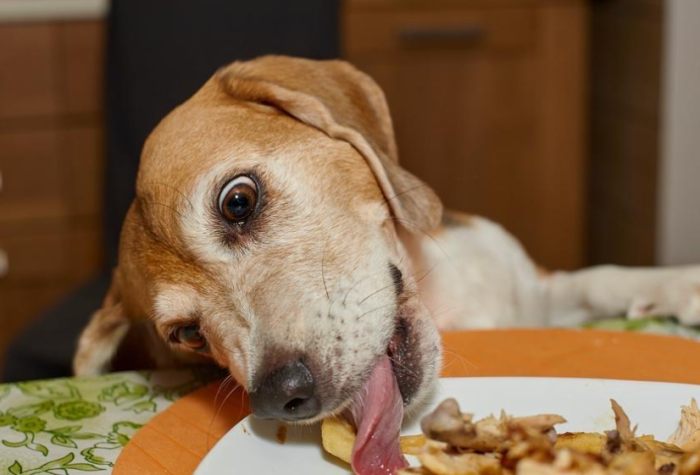 葡萄對狗的毒性 葡萄對狗的毒性
