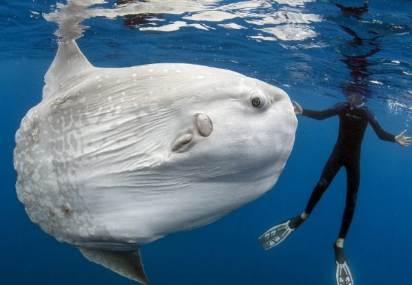 八景島海洋樂園 八景島海洋樂園