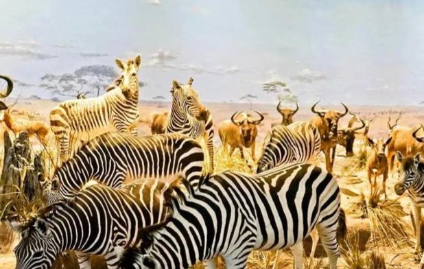 動物遷徙觀察指南 動物遷徙觀察指南