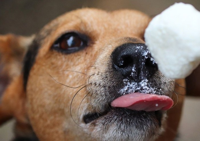 狗狗鼻竇炎居家護理 狗狗鼻竇炎居家護理