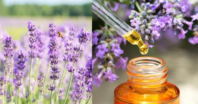 精油功效大全 精油功效大全