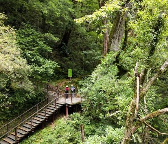 拉拉山神木群步道步行時間 拉拉山神木群步道步行時間