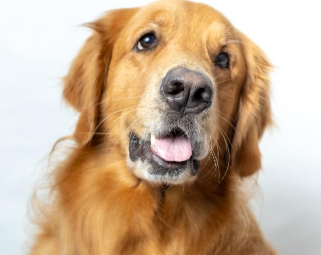 金毛犬缺点 金毛犬缺点