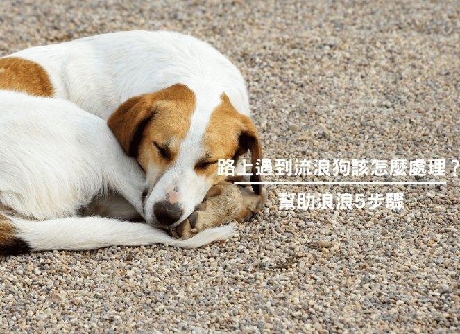 流浪狗救援機構 流浪狗救援機構