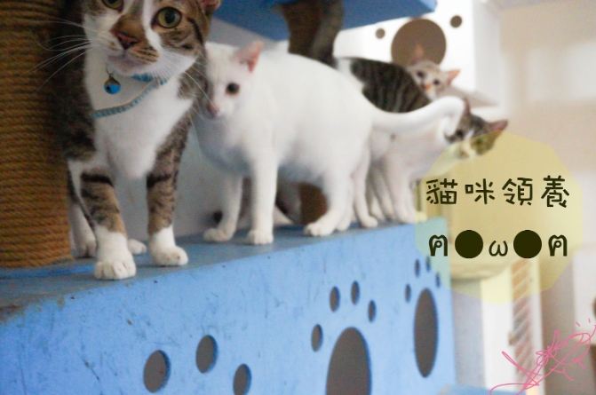 領養貓流程 領養貓流程