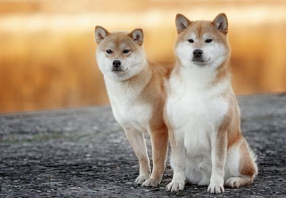 秋田犬柴犬區別 秋田犬柴犬區別
