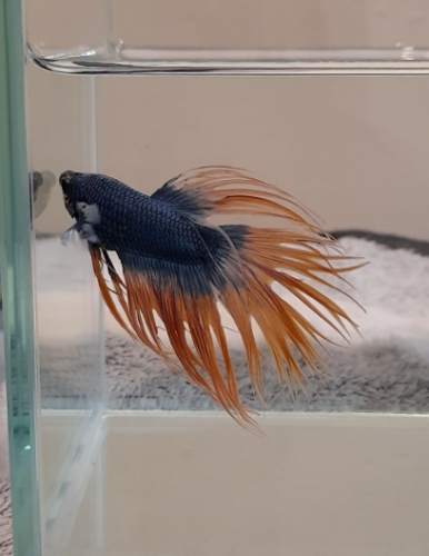 鬥魚飼養技巧 鬥魚飼養技巧