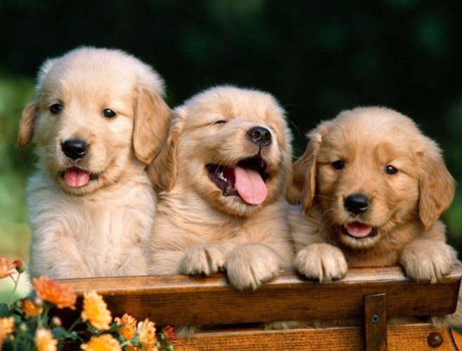 黃金獵犬健康照顧 黃金獵犬健康照顧