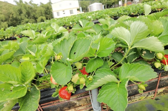 草莓園推薦