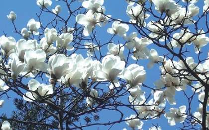玉蘭花開花季節 玉蘭花開花季節