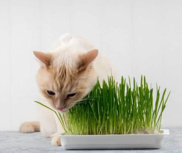 貓薄荷粉安全指南 貓薄荷粉安全指南