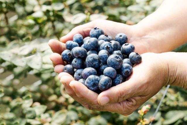 樹葡萄藍莓比較 樹葡萄藍莓比較