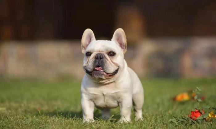 法國鬥牛犬飼養 法國鬥牛犬飼養
