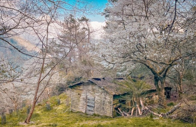 觀霧住宿推薦 觀霧住宿推薦