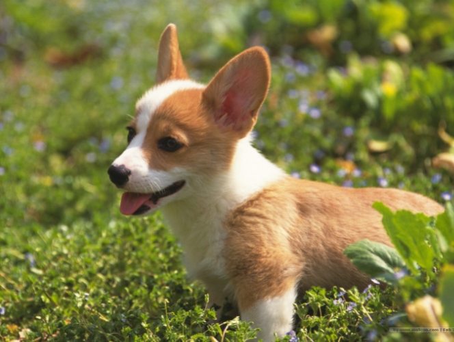 小狗健康照顧 小狗健康照顧