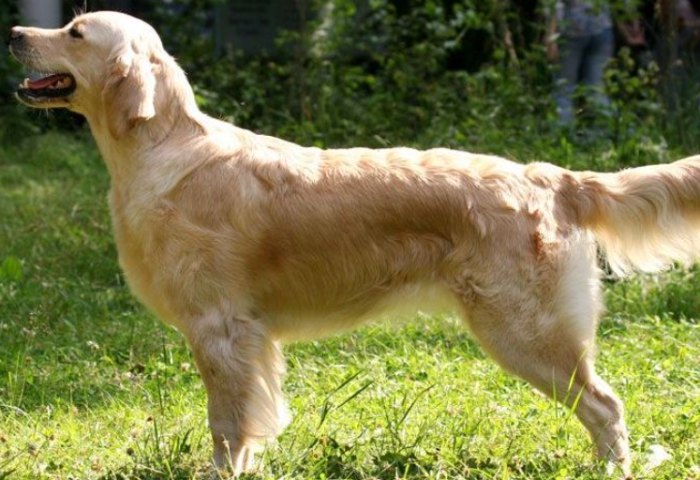 養黃金獵犬新手須知 養黃金獵犬新手須知