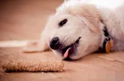 地瓜對狗的好處