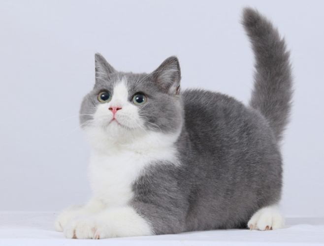 曼赤肯貓飼養 曼赤肯貓飼養