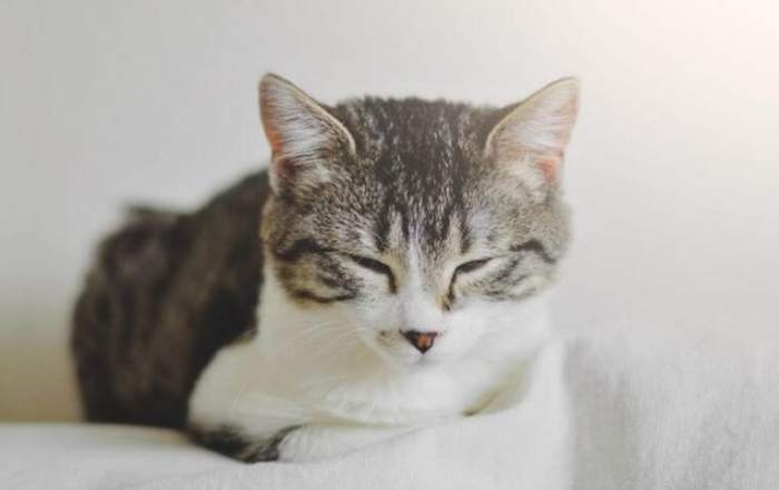 貓疫苗接種時間 貓疫苗接種時間