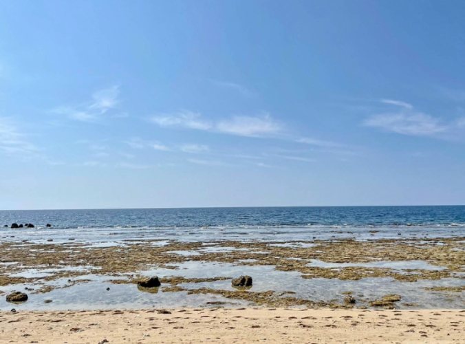 潮間帶生態 潮間帶生態