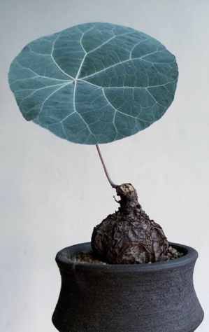 一葉龜栽培 一葉龜栽培