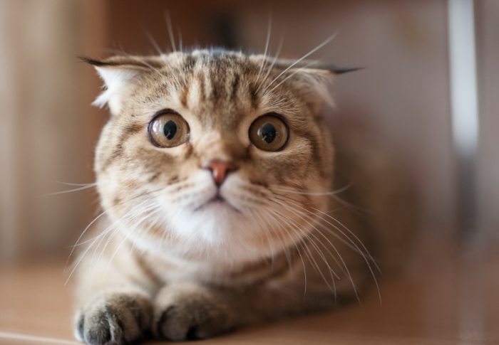 尋找走失貓咪 尋找走失貓咪