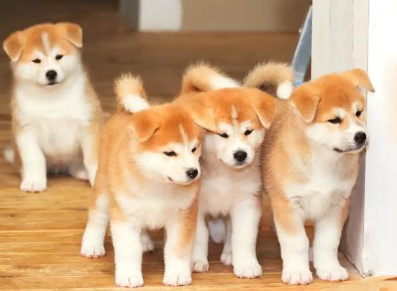 秋田犬飼養 秋田犬飼養
