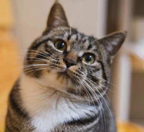 貓的特徵 貓的特徵