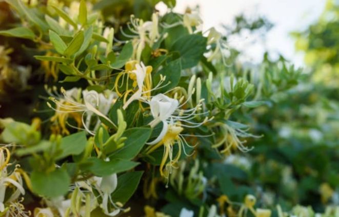 金銀花副作用 金銀花副作用