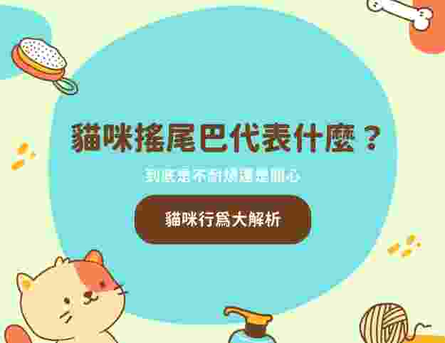 貓咪搖尾巴意思 貓咪搖尾巴意思