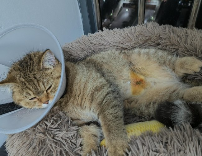 貓結紮後照護 貓結紮後照護