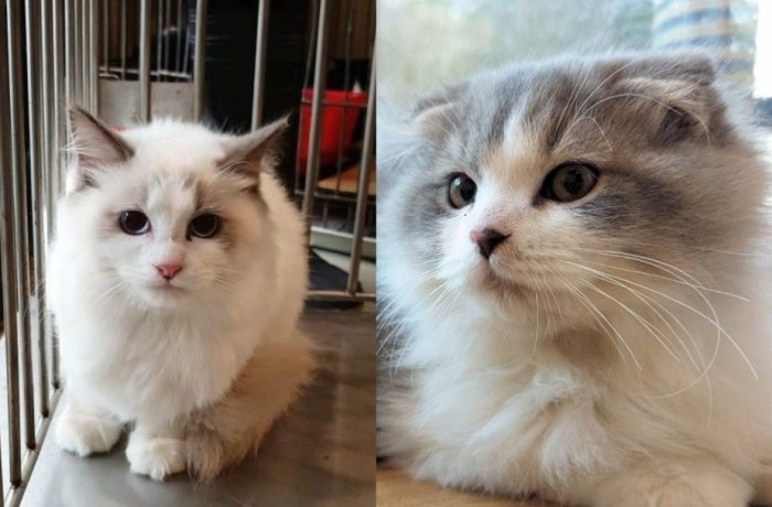 領養貓注意事項 領養貓注意事項