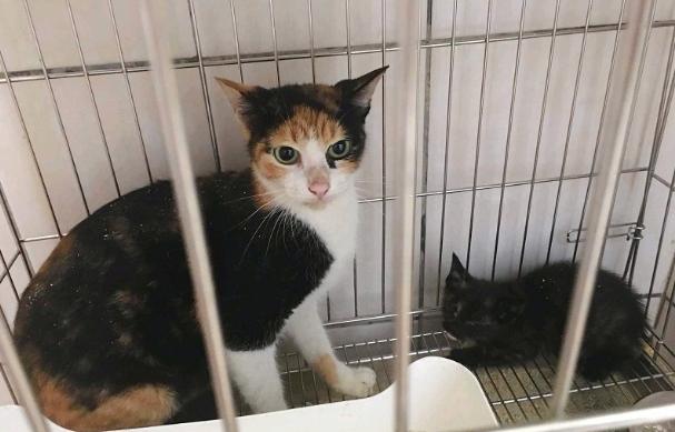 貓咪領養注意事項 貓咪領養注意事項