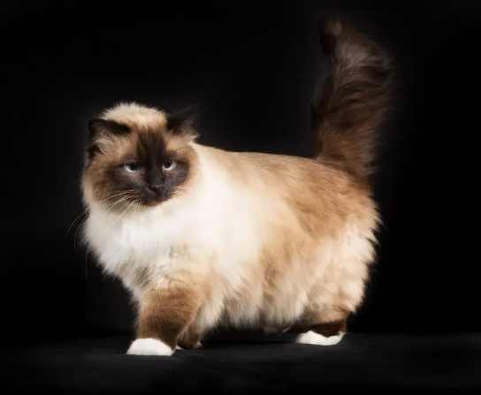 伯曼貓 健康 伯曼貓 健康