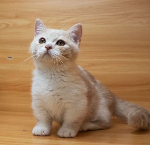 曼赤肯貓行為特點 曼赤肯貓行為特點