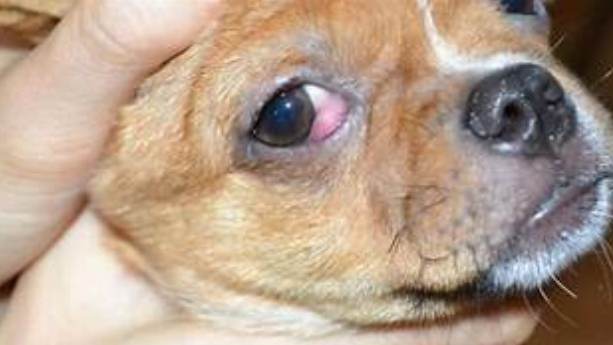 狗眼睛紅腫原因