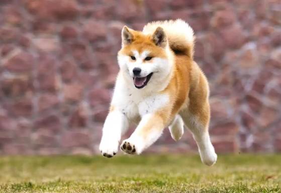 秋田犬飼養 秋田犬飼養