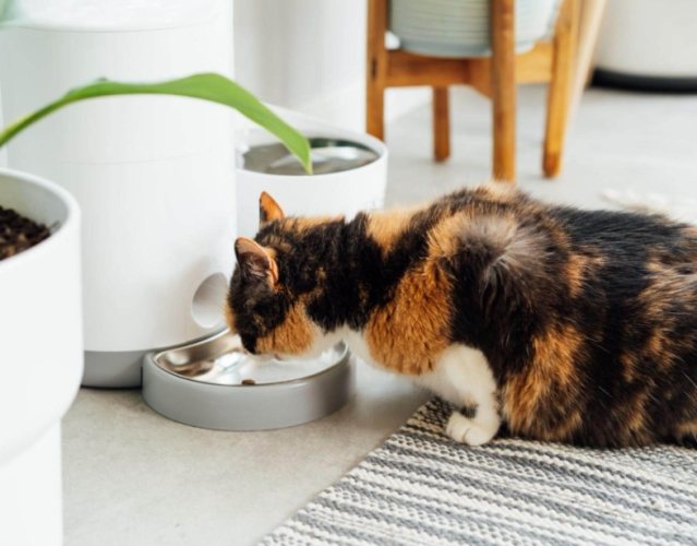 貓健康警訊 貓健康警訊