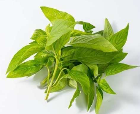 香草植物日照需求 香草植物日照需求