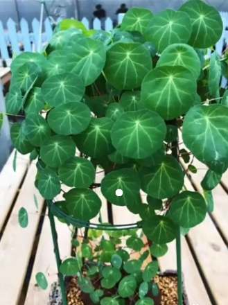 山烏龜種植方法 山烏龜種植方法