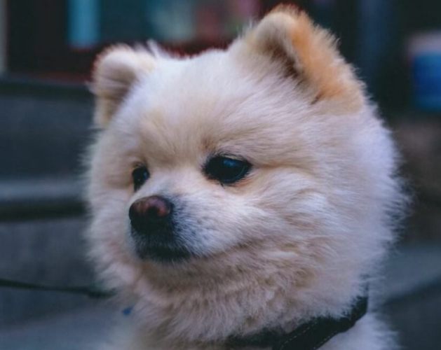 博美犬智商 博美犬智商