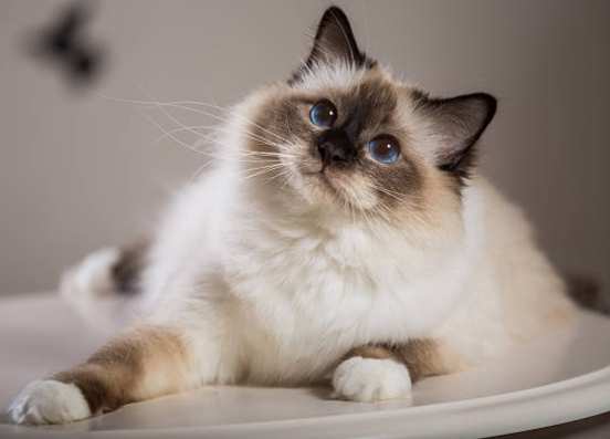 伯曼貓 飼養 伯曼貓 飼養