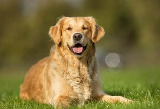 金毛犬常见问题 金毛犬常见问题