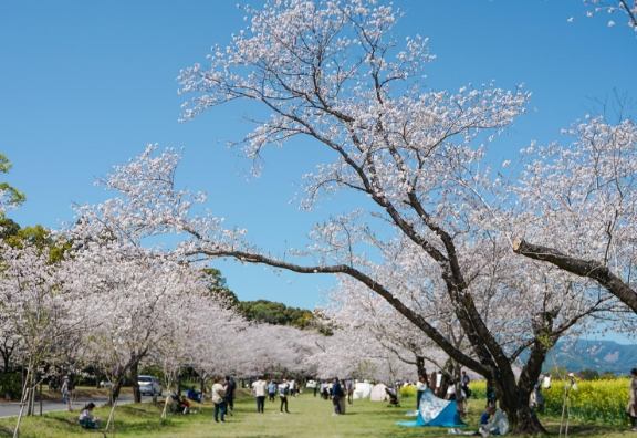 賞櫻之旅攻略 賞櫻之旅攻略