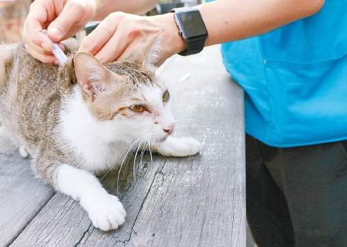 流浪貓醫療花費