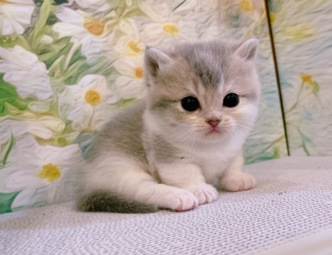 曼赤肯貓健康 曼赤肯貓健康