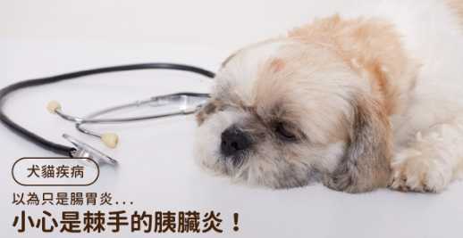狗狗胰腺炎症狀 狗狗胰腺炎症狀