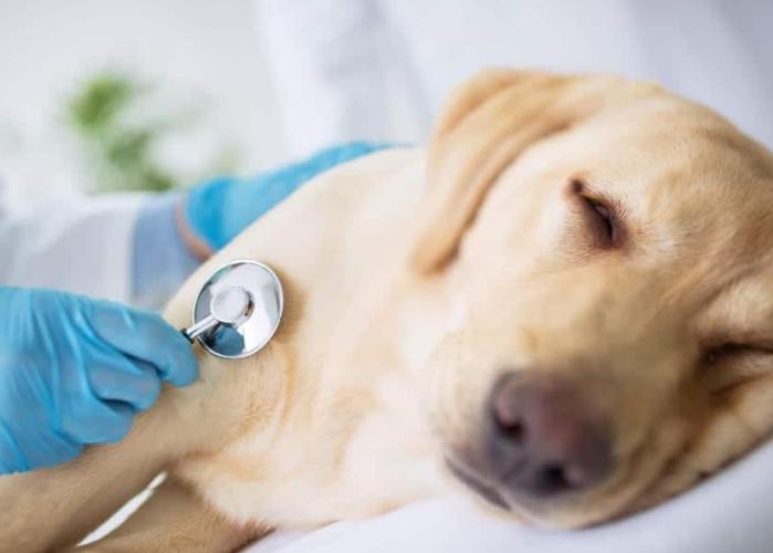 寵物鼻腫瘤治療